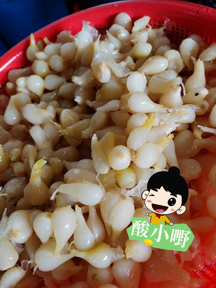 散装的荞头酸野批发